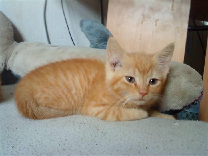 Blanding af racer missen billede 1