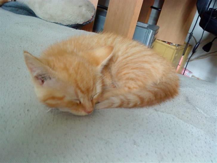 Blanding af racer missen billede 2