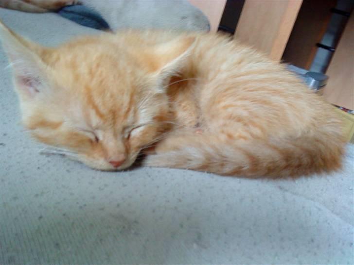 Blanding af racer missen billede 3