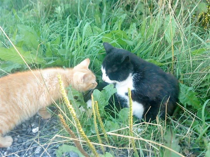 Blanding af racer missen billede 4