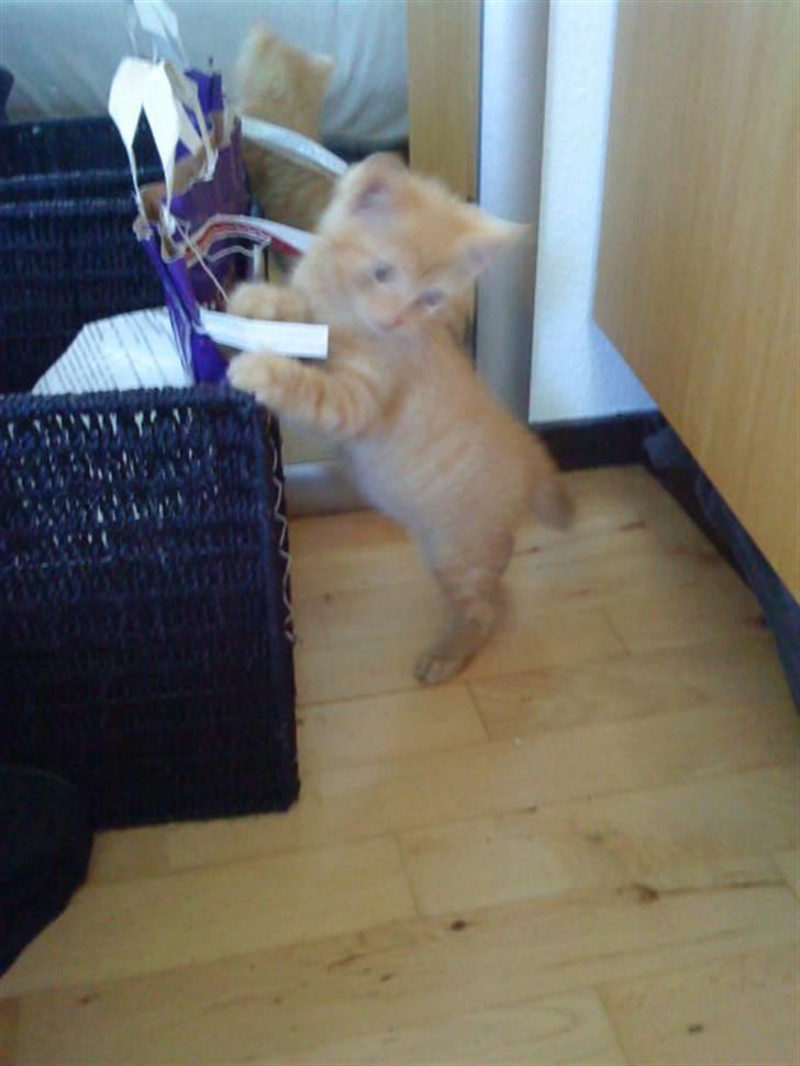 Blanding af racer missen billede 5