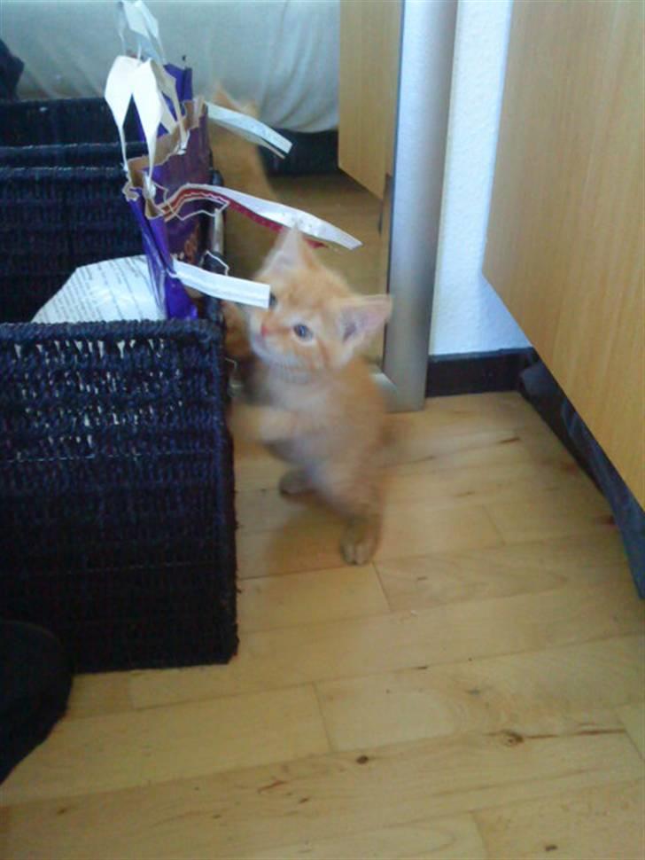 Blanding af racer missen billede 6