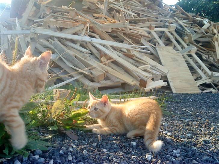 Blanding af racer missen billede 7