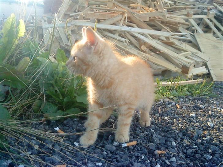 Blanding af racer missen billede 8