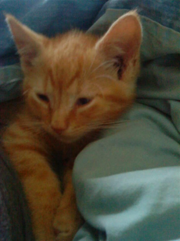 Blanding af racer missen billede 9