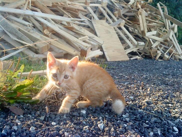 Blanding af racer missen billede 10