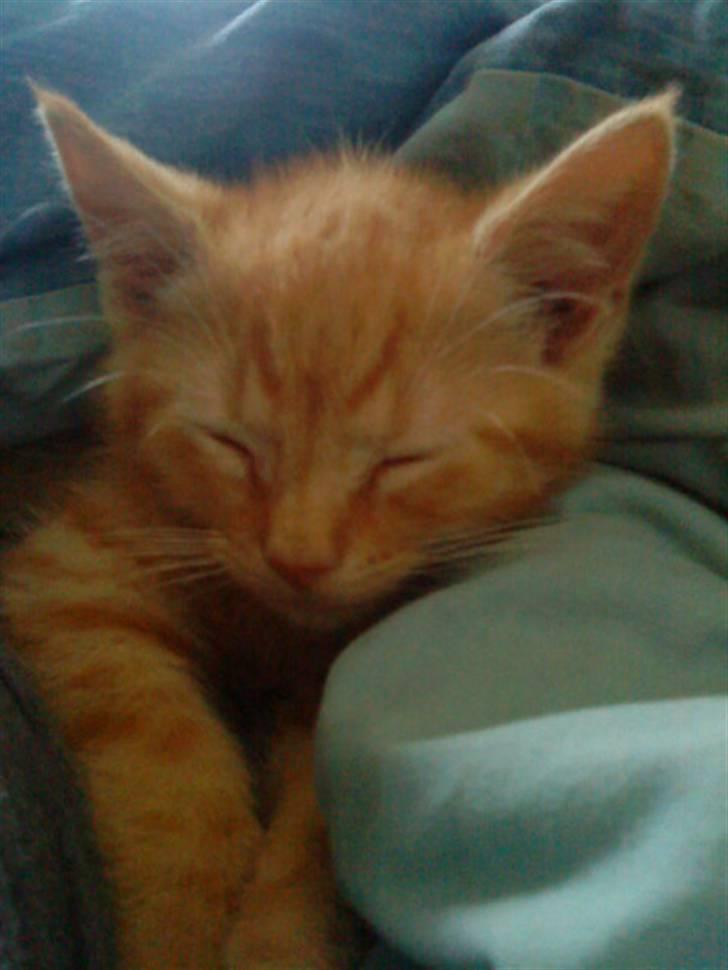 Blanding af racer missen billede 11