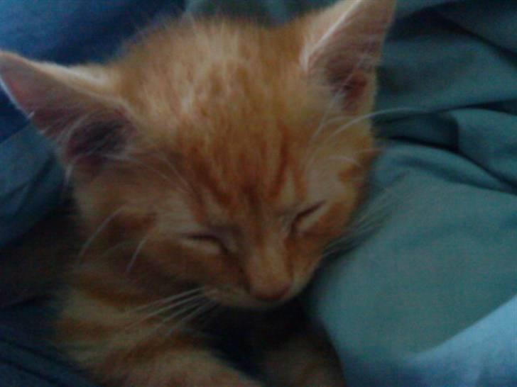 Blanding af racer missen billede 12