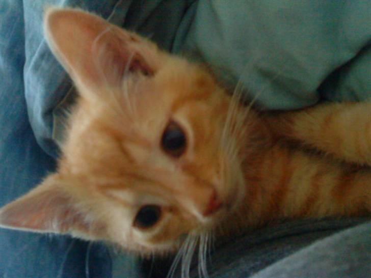 Blanding af racer missen billede 13