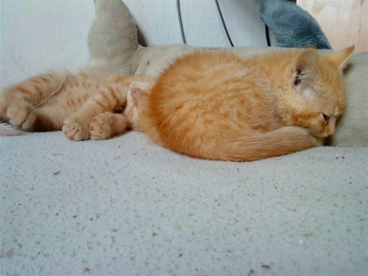 Blanding af racer missen - futte inderst missen yderst..  billede 14