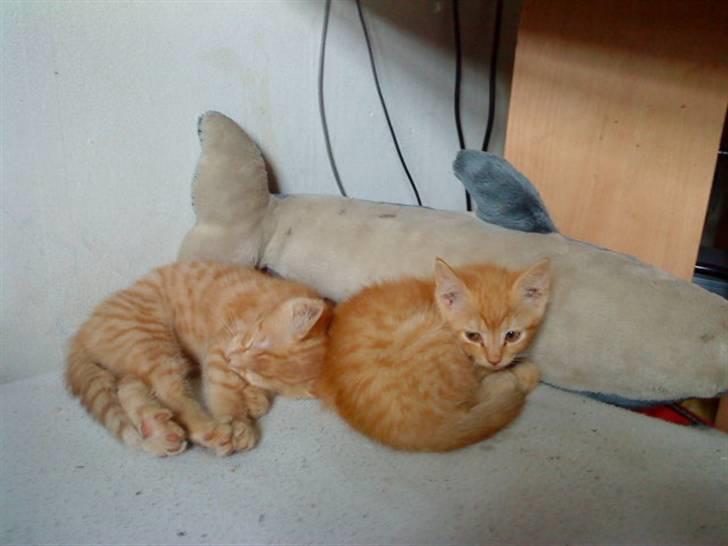 Blanding af racer missen - missen med den mest "gyldne" pels billede 15