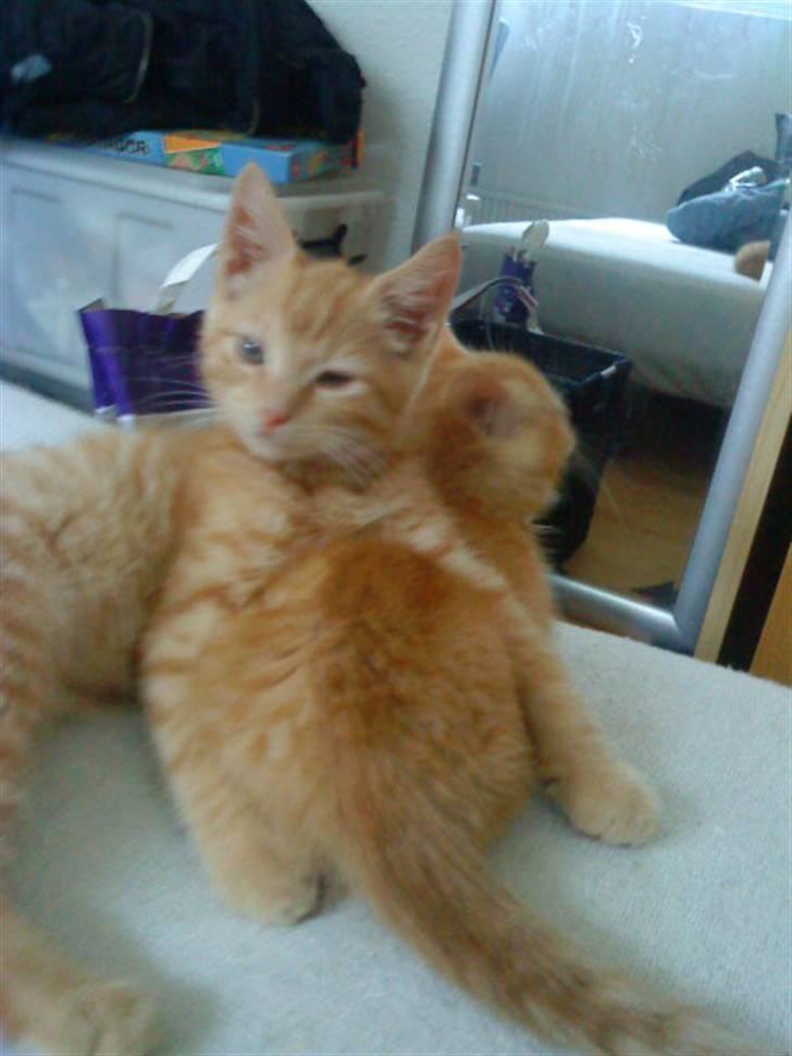 Blanding af racer missen - missen nederst.. futter der holder om ham.. :D billede 16