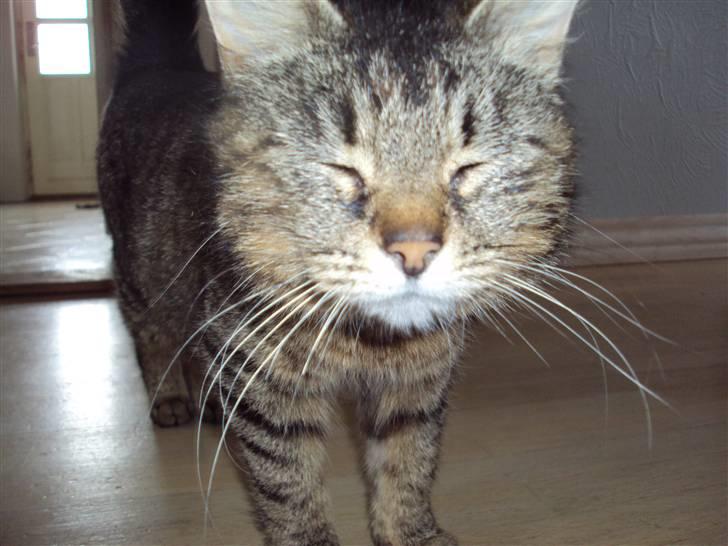 Blanding af racer Fru.Olsen R.I.P billede 1