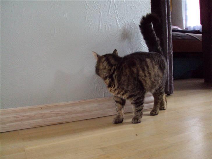 Blanding af racer Fru.Olsen R.I.P billede 2