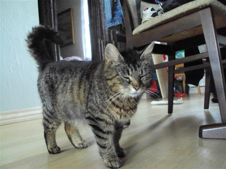 Blanding af racer Fru.Olsen R.I.P billede 3