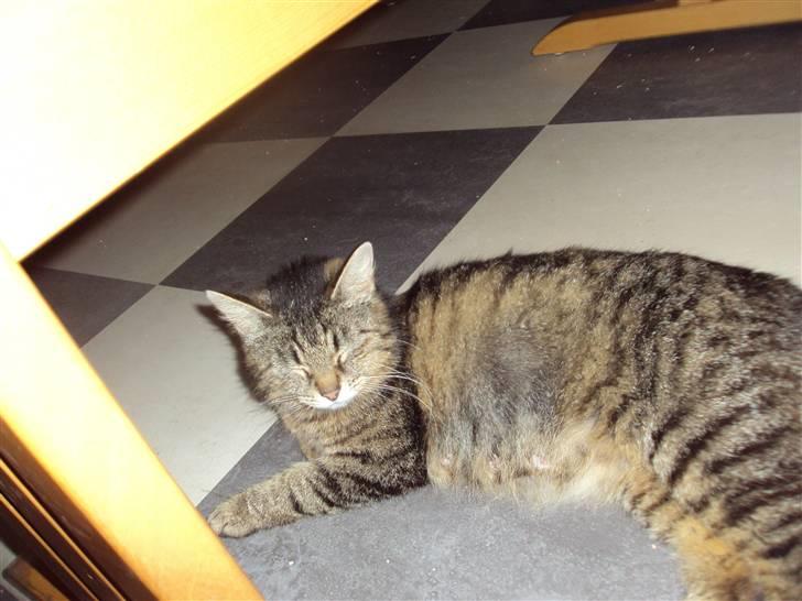 Blanding af racer Fru.Olsen R.I.P billede 4