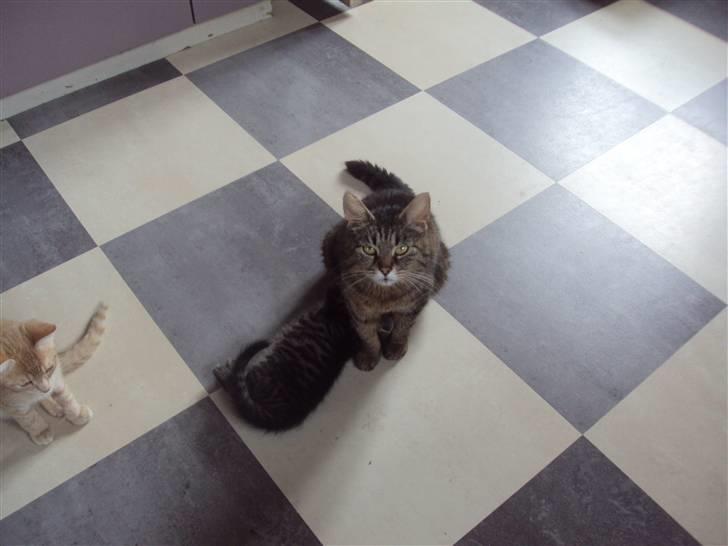 Blanding af racer Fru.Olsen R.I.P billede 5