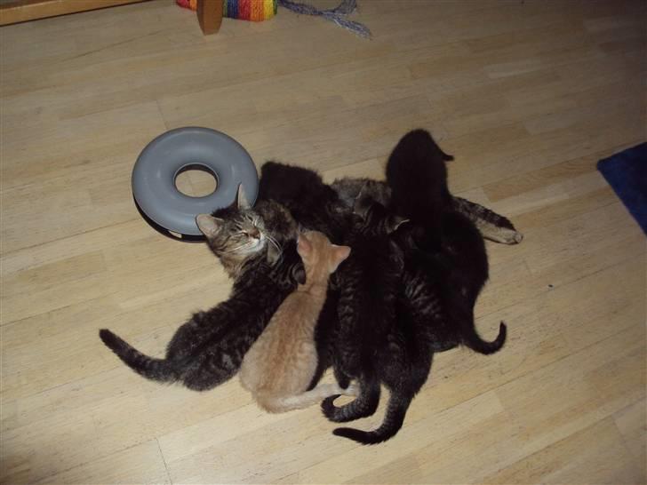 Blanding af racer Fru.Olsen R.I.P billede 6