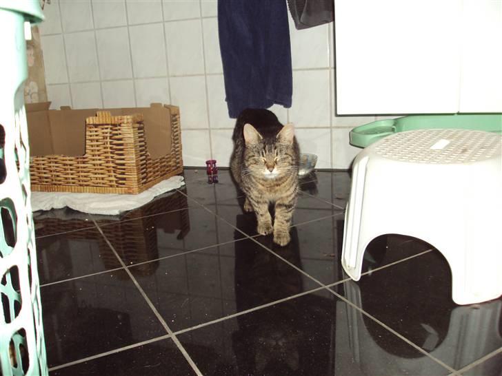 Blanding af racer Fru.Olsen R.I.P billede 7