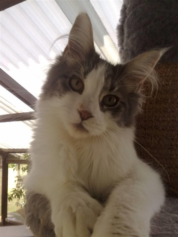 Maine Coon Bianca - Mijau :o) billede 10