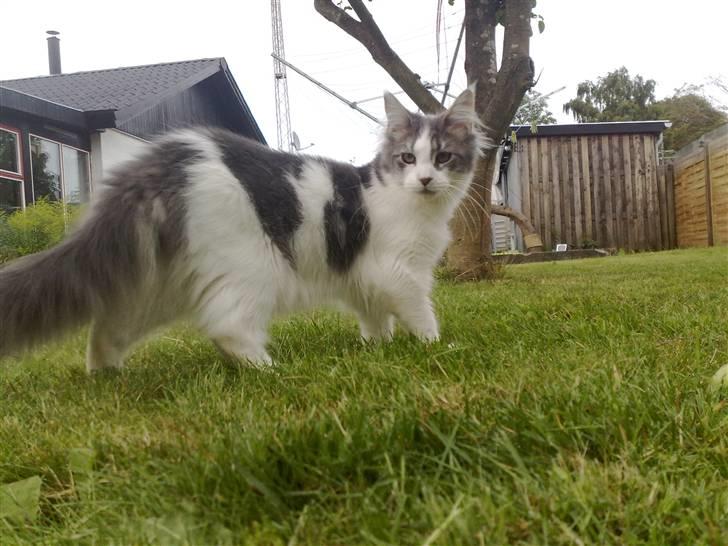 Maine Coon Bianca billede 11