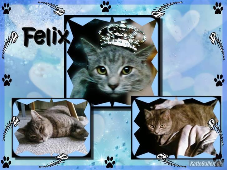 Huskat Felix <3 BORT LØBET billede 14