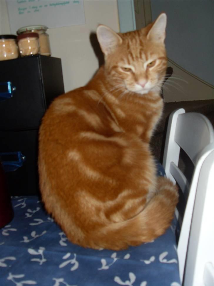 Europé Ricky (Richard Gere) - Ricky - charmøren (; billede 1