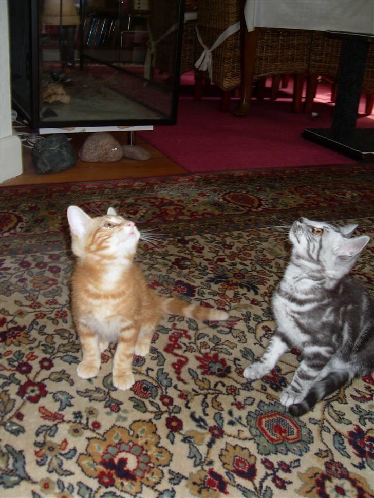 Europé Ricky (Richard Gere) - På jagt efter det højtflyvende legetøj (;  billede 2