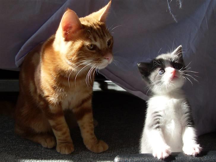 Europé Ricky (Richard Gere) - Ricky og hans bedste ven - Stump billede 3