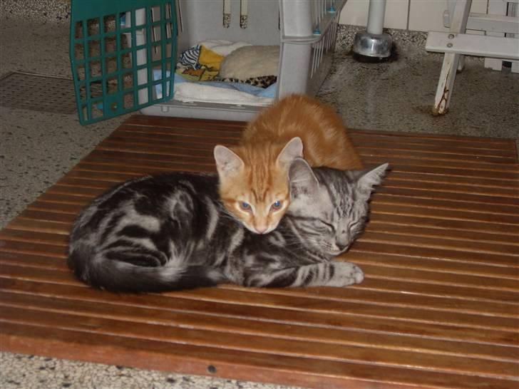 Europé Ricky (Richard Gere) - Lige ankommet til det nye hjem, og man kan da altid finde tryghed hos sin bror ikk? (;  billede 4