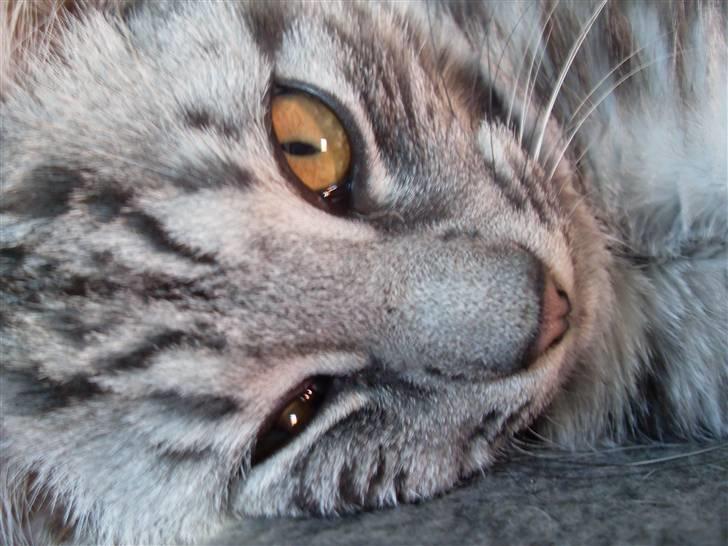 Europé Hubert (Qin shi Huang) - Skønne Hubert (;  billede 1