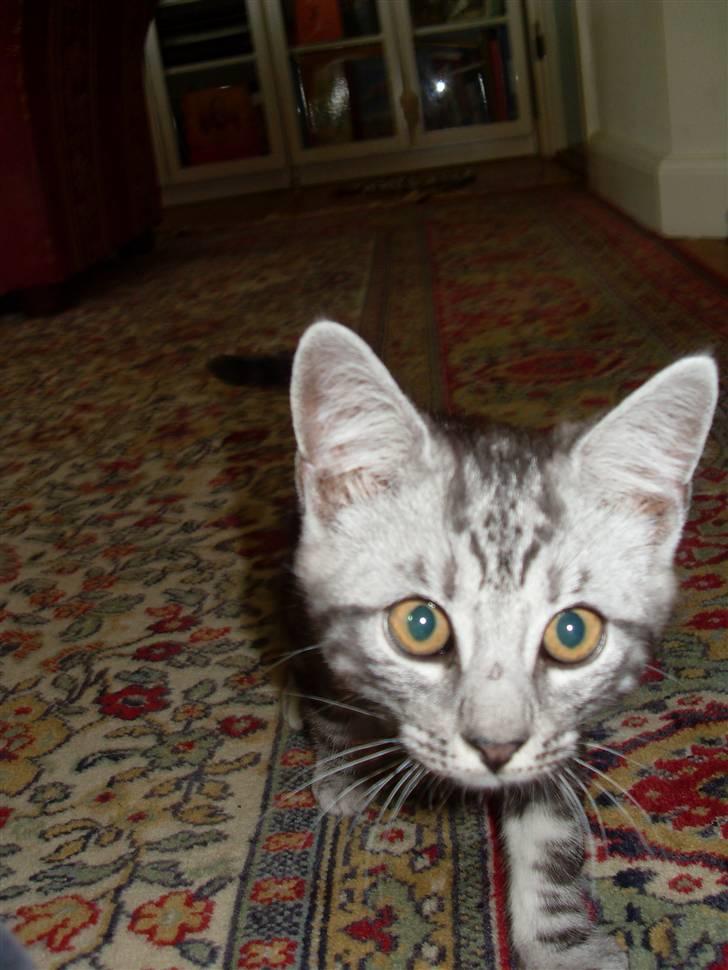 Europé Hubert (Qin shi Huang) - Her kommer jeg (;  billede 2