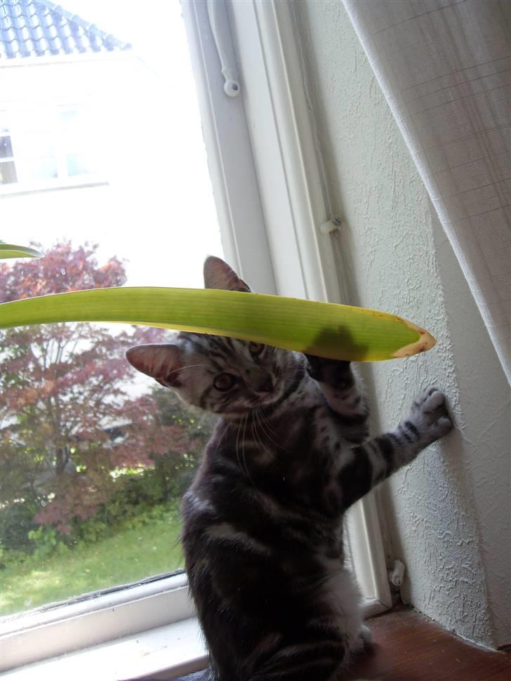 Europé Hubert (Qin shi Huang) - Hello there (;  billede 3