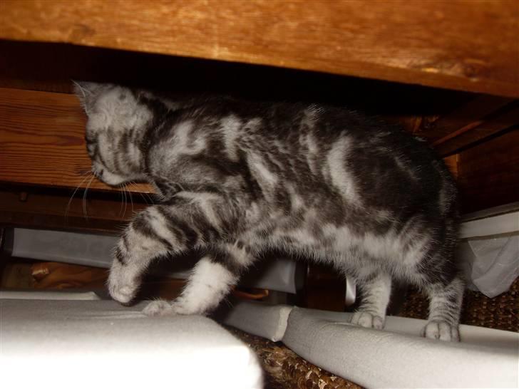 Europé Hubert (Qin shi Huang) - Hubert under bordet (;  billede 4