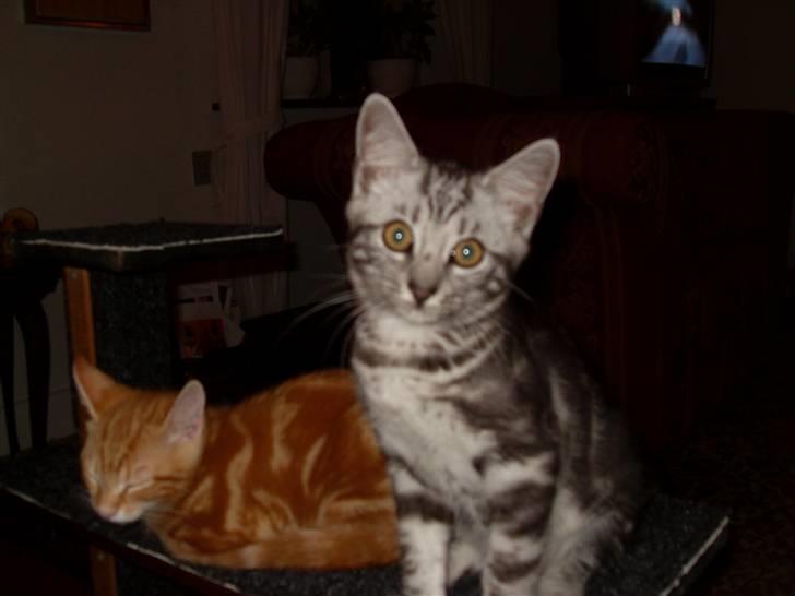 Europé Hubert (Qin shi Huang) - (; billede 5