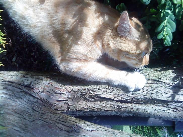 Huskat simba - mine klør skal være skrabe billede 13