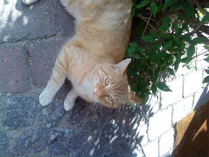 Huskat simba billede 14