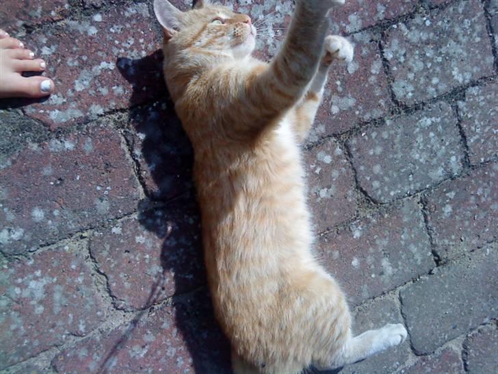 Huskat simba billede 15