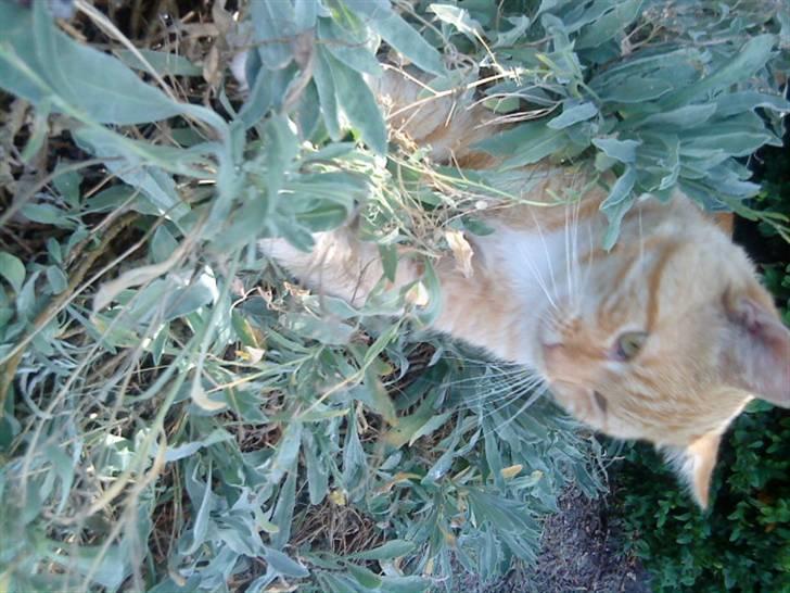 Huskat simba - her er godt at lægge, men jeg må iké for jeg ødelækre blomsterne billede 16