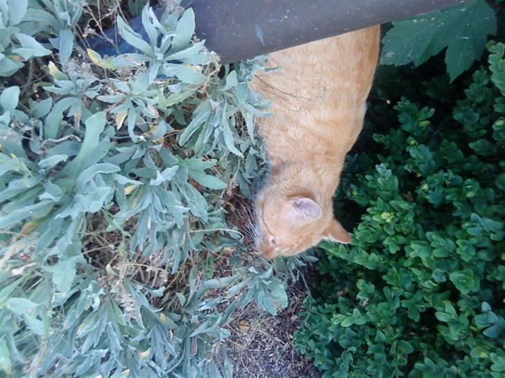 Huskat simba - umm de dufter godt billede 17