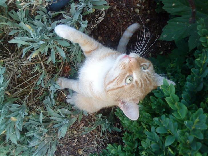 Huskat simba - er min pote iké fin billede 1