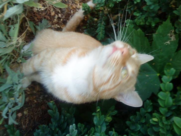 Huskat simba - jeg sluten. den bi ser lækker ud billede 18