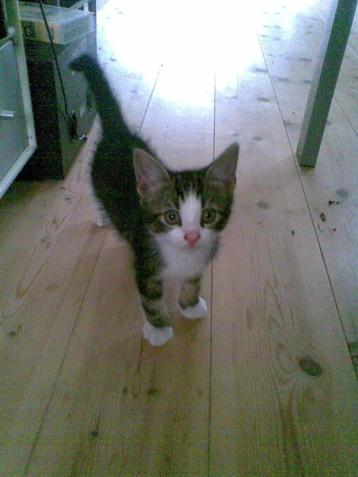 Huskat Ollie :( R.I.P :( - lige da jeg havde fået ollie billede 1