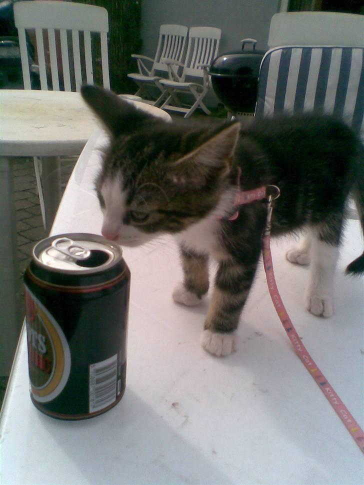 Huskat Ollie :( R.I.P :( - jeg vil også smage far  billede 2