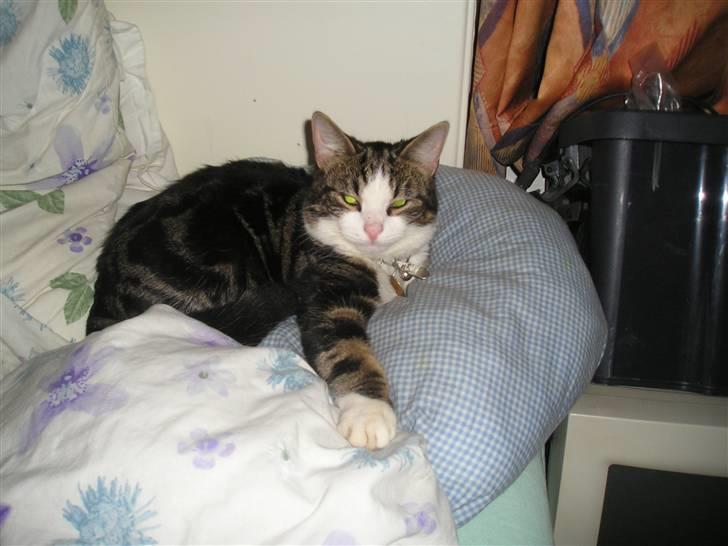 Huskat Ollie :( R.I.P :( - smut far jeg skal sove billede 3