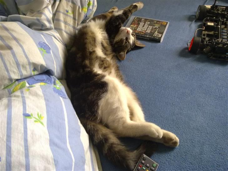 Huskat Ollie :( R.I.P :( - se far hvor stor jeg er  billede 4