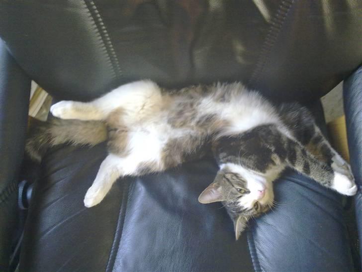 Huskat Ollie :( R.I.P :( - et af Ollies farvorit steder at sove billede 5