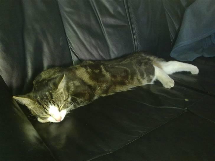 Huskat Ollie :( R.I.P :( - det er typist Ollie der flyder på sofaen billede 6