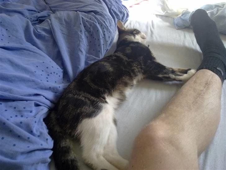 Huskat Ollie :( R.I.P :( billede 7