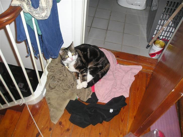 Huskat Ollie :( R.I.P :( - ligge de meste mærkligeste steder billede 8